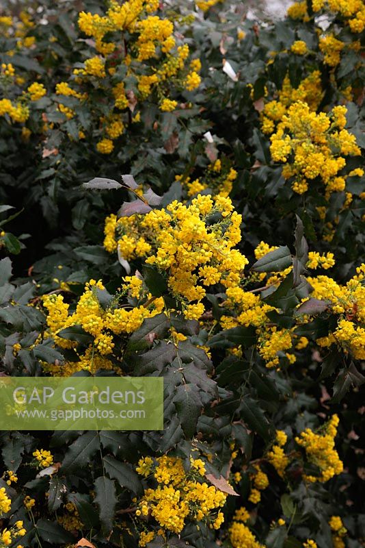 Mahonia x wagneri 'Aldenhamensis' - Valley Gardens, Windsor
