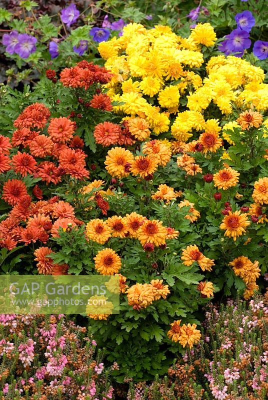 Dendranthemum 'Igloo Series' - Chrysanthème 'Rosy Igloo', Chrysanthemum 'Sunny Igloo' et Chrysanthemum 'Warm Igloo' en septembre