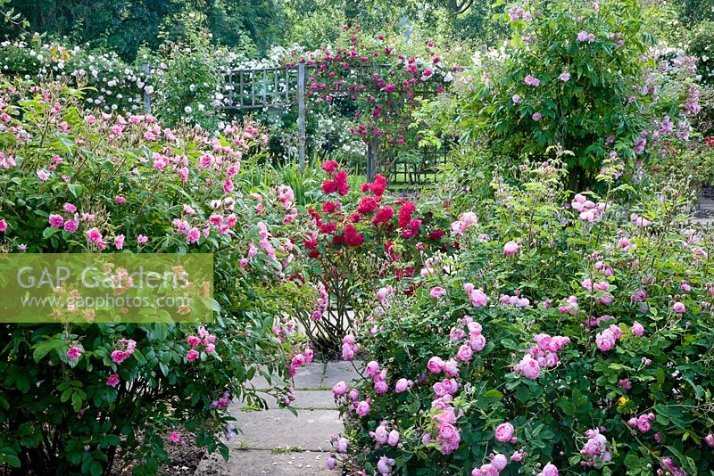 Vue sur roseraie entourée de treillis. Les roses de premier plan comprennent - Rosa 'Pink Grootendorst', Rosa 'Raubritter' (hybride 'Macrantha '), syn. R. x macrantha' Raubritter 'et Rosa' Etoile de Holland '
