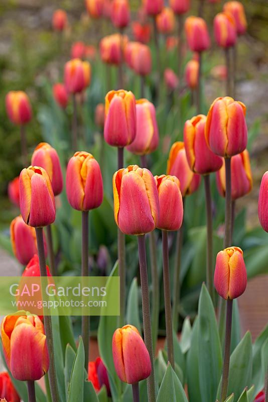 Tulipa 'cassonade'