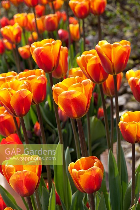 Tulipa 'cassonade'