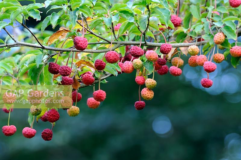 Cornus x Norman Haddon - fruits mûrs en automne