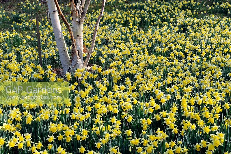 Narcissus pseudonarcissus - Valley Gardens, Windsor