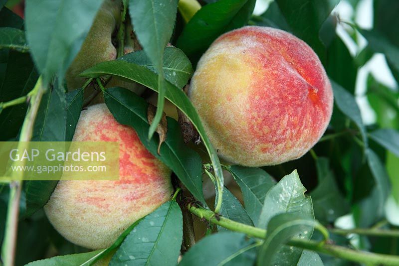 Prunus 'Rochester' Peach close up de fruits mûrs