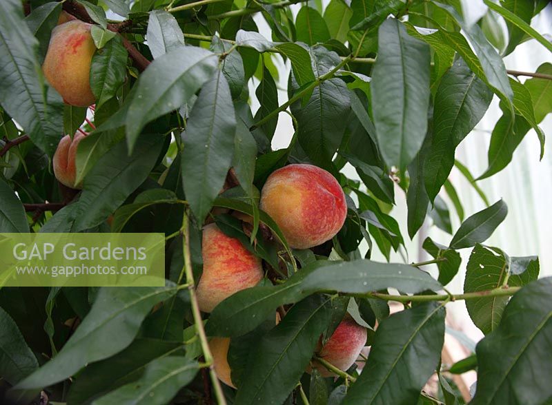 Prunus 'Rochester' Peach close up de fruits mûrs