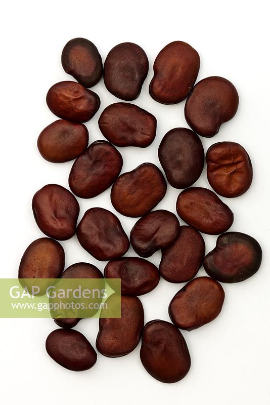 Vicia faba - Broad Bean 'Epicure'