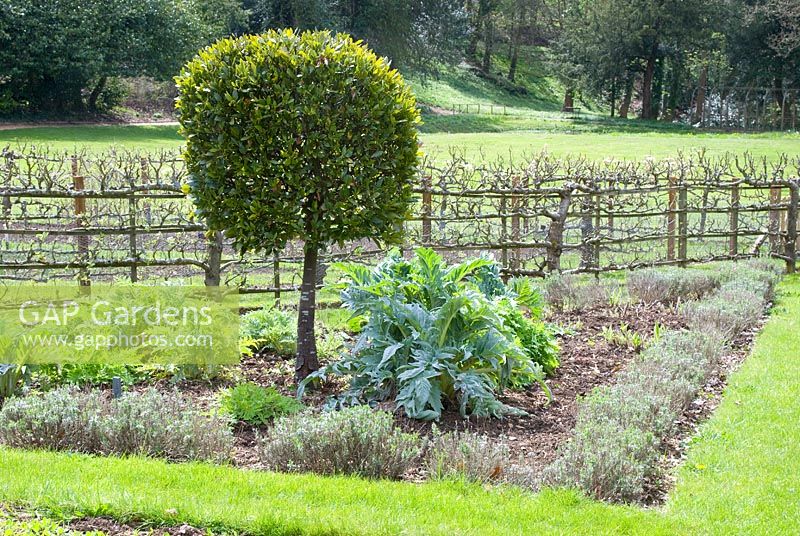 Jardin potager avec Levisticum officinale, Cynara scolymus, laurier standard coupé et bordé de lavandula et d'arbres fruitiers formés à Painswick Rococo Gardens, Gloucestershire