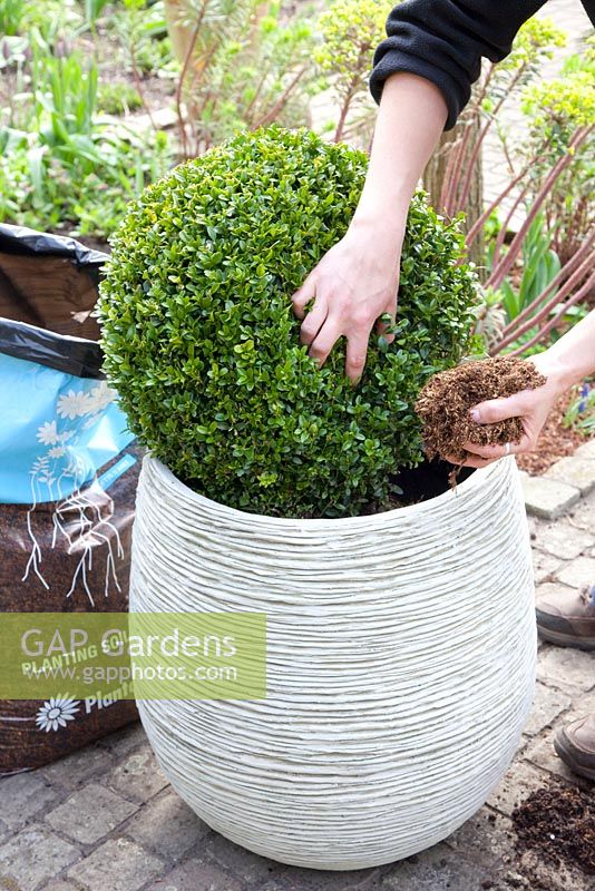 Étape par étape de la plantation de Buxus sempervirens en pot - Ajout de compost