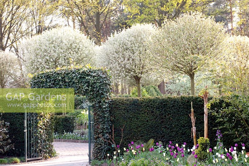 Arc menant à la promenade bordée d'arbres avec Prunus fruticosa 'Globosa'