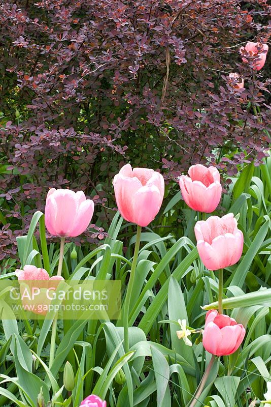 Tulipa 'Rosalie' et Berberis thunbergii 'Atropurpurea'