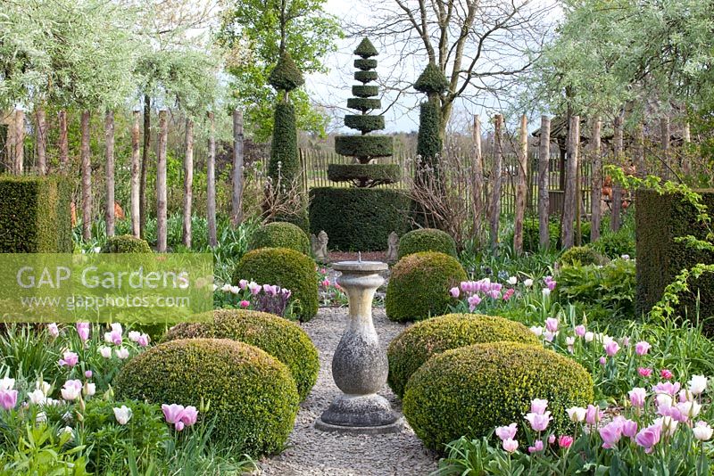 Jardin à la française avec Tulipa 'Synaeda Amor', Tulipa 'Shirley' et Tulipa 'Lilac Cup'