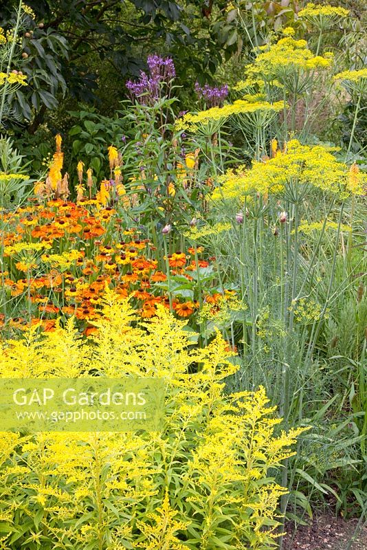 Parterre de fleurs sur le thème orange et jaune comprenant, Helenium, Solidaster 'Lemore' et Anethum graveolens