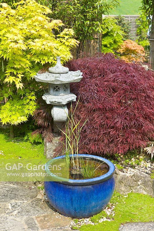 Acer 'Garnet', 'Shindeshojo' et 'Koto no ito' dans un petit jardin japonais de style compact, mai