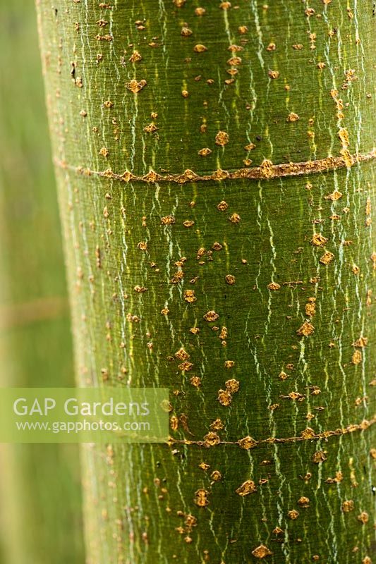 Acer oliverianum syn serrulatum - Sir Harold Hillier Gardens, Ampfield, Romsey, Hants, Royaume-Uni