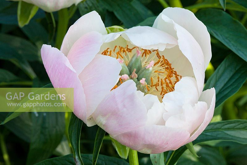 Paeonia lactiflora 'Abalone Pearl'