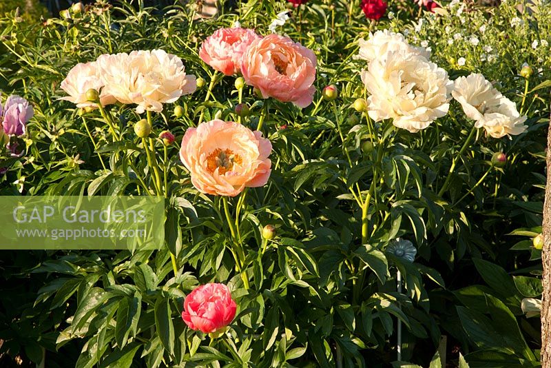 Paeonia lactiflora 'Coral Sunset'