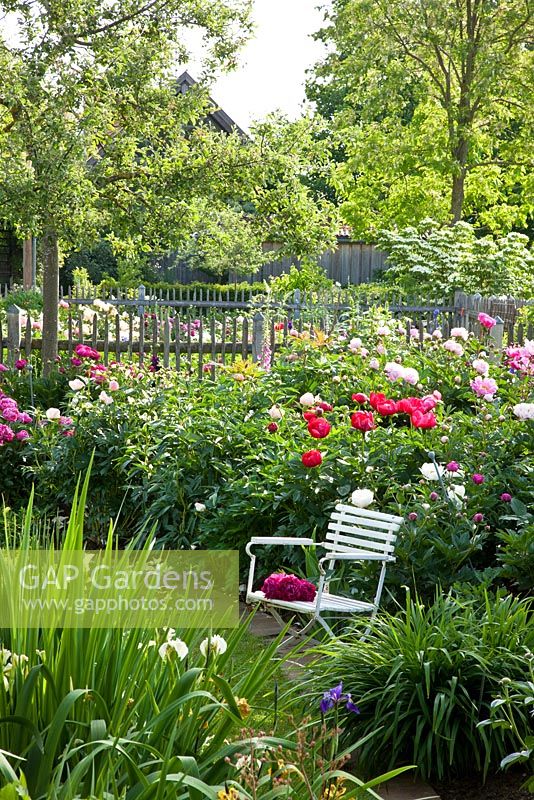 Chaise de jardin en bois blanc en face de parterres de fleurs de pivoine, Cornus kousa, Malus et Robinia