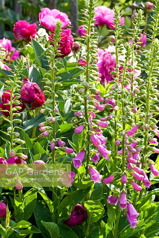 Digitalis purpurea 'Alba' et Paeonia