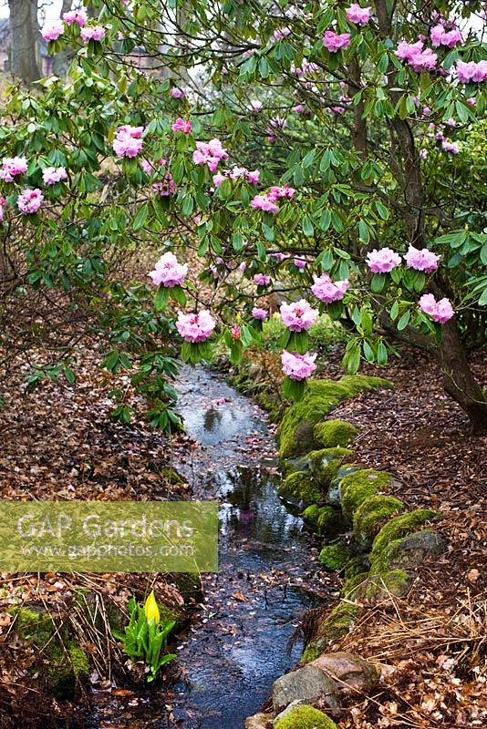 Rhododendron et Lysichiton americanus près du ruisseau