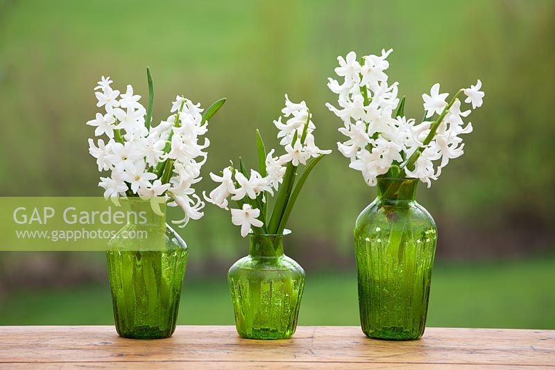 Jacinthes blanches dans des vases verts