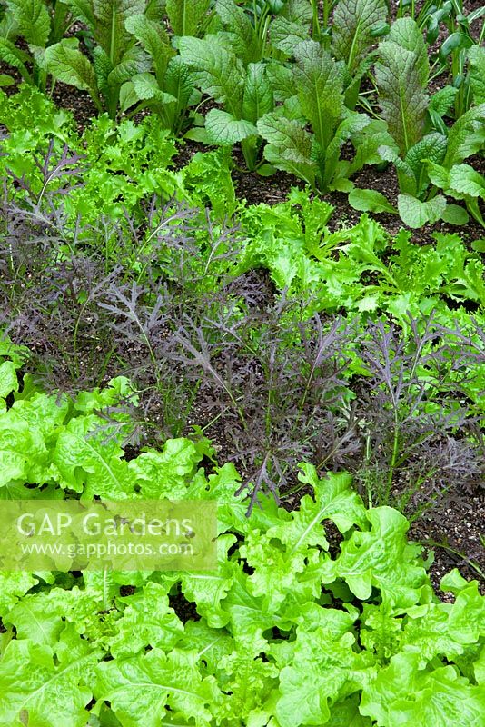 Feuilles de salade poussant en rangées à Perch Hill - Laitue 'Cos Rubens', 'Black Seeded Simpson', 'Cos Freckles' et Moutarde 'Golden Streaks'