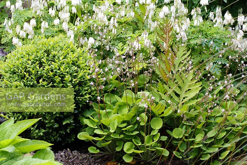 Onoclea sensibilis, boule de Buxus coupée, Saxifraga, Dicentra 'Langtrees' et Leptinella squalida 'Platt's Black' en mai