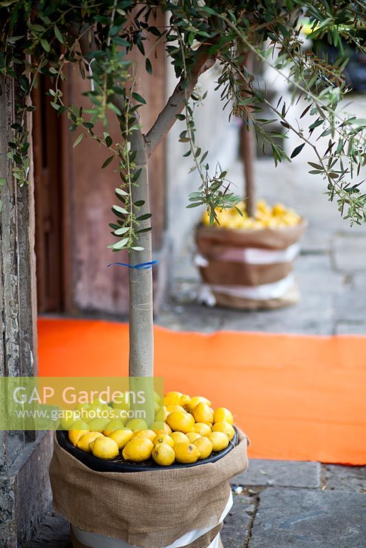 Jardin des oranges et des citrons à St Leonard ' s, Shoreditch - Premier Chelsea Fringe Festival, Londres 2012