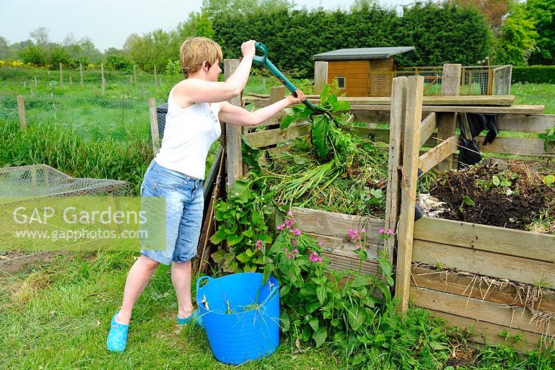 Femme, placer, mauvaises herbes, allotissement, compost, tas, Norfolk