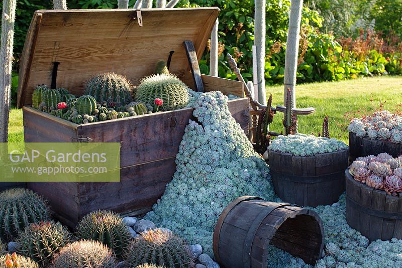 Regroupement de cactus à la Garden Society de Göteborg, Suède