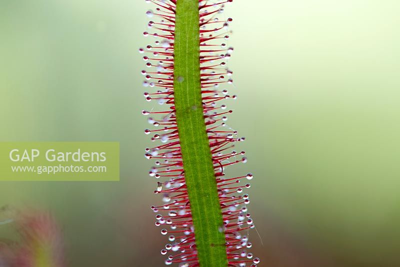 Drosera Capensis - Droseraie du Cap Rouge. Tentacules collants sur les feuilles
