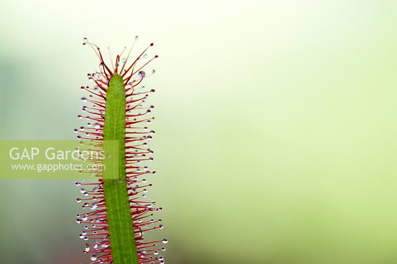 Drosera Capensis - Droseraie du Cap Rouge. Tentacules collants sur les feuilles