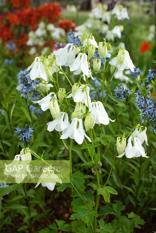 Aquilegia vulgaris 'munstead White' et Amsonia tabernaemontana var. salicifolia