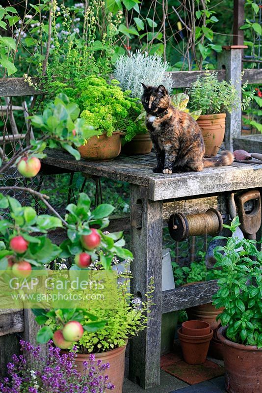 Un chat écaille de tortue assis sur un banc de travail, fabriqué à partir de rails de chêne récupérés comme poste d'observation, entouré d'herbes en pots - basilic, marjolaine dorée, persil, lavande de coton et thym