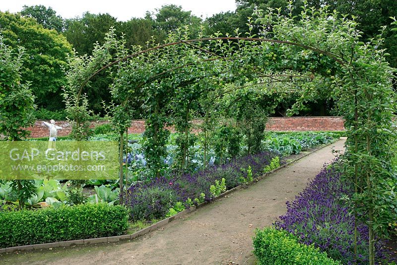 Apple arches underplanted avec boîte et lavande et un épouvantail parmi les choux et les choux-fleurs dans le jardin potager clos, Tatton Park