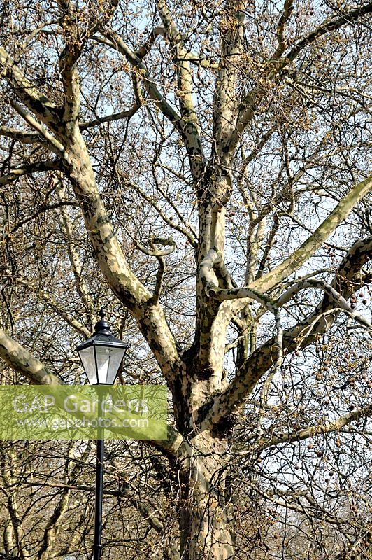 Platanus x hispanica - Platane de Londres dans son habitat urbain classique avec lampadaire orné, Highbury Fields, London Borough of Islington