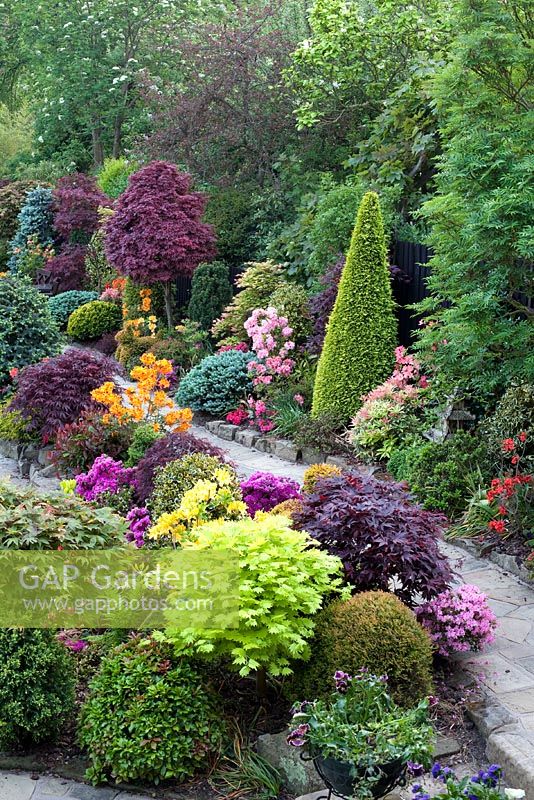 Chemin à travers un jardin à thème oriental avec des conifères, des azalées, des Acers - Four Seasons Garden, Walsall