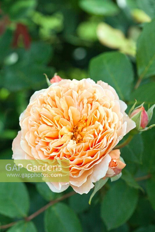 Rosa Crown Princess Margareta 'Auswinter'