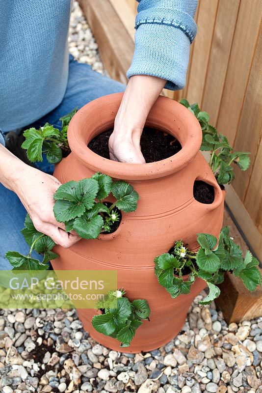 Étape par étape, planter un planteur de fraises - Fragaria 'Cambridge Favorite '. Pot par Dunne et Hazell