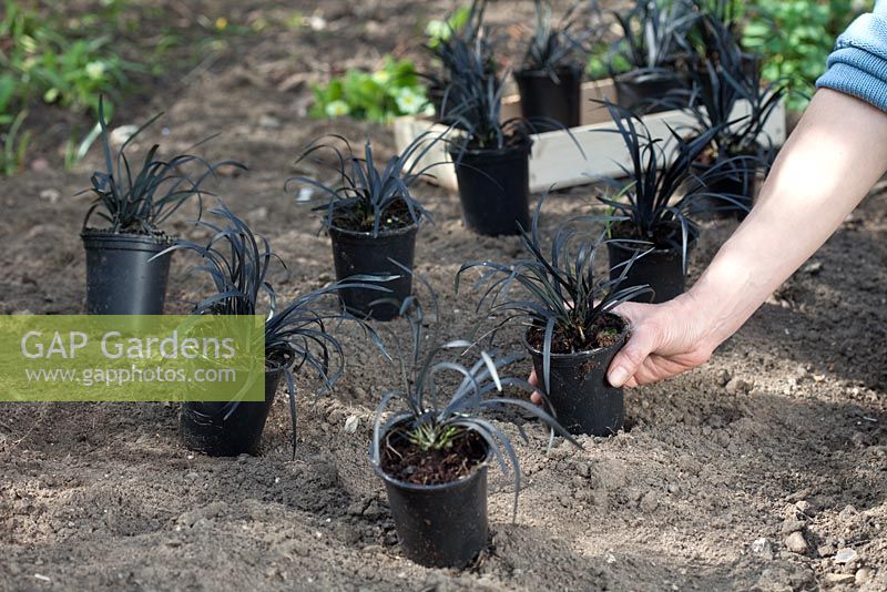Étape par étape - plantation d'Ophiopogon planiscapus 'Nigrescens' en pot de jardin