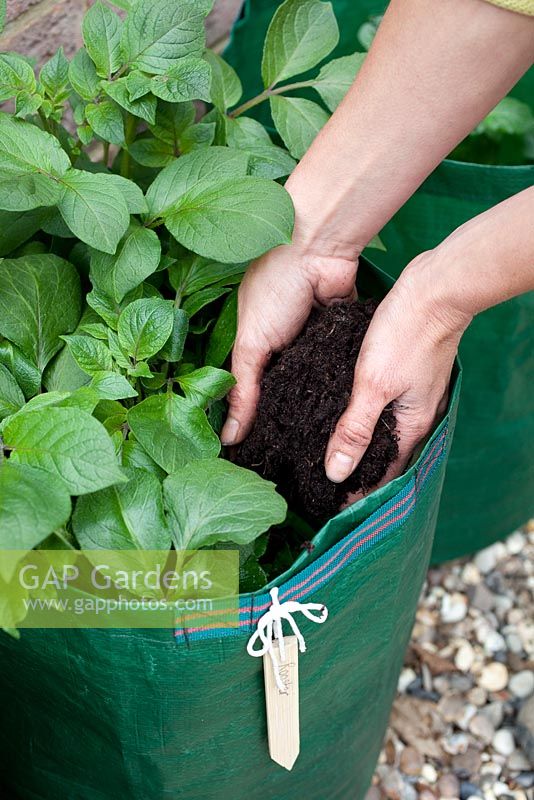 Étape par étape - Ajout de compost dans un sac planté de pommes de terre 'Rooster'