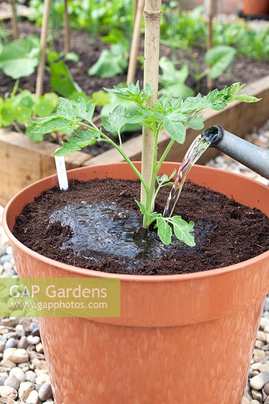 Étape par étape - rempoter la tomate 'Orkado F1' en ajoutant un support de plante de bambou