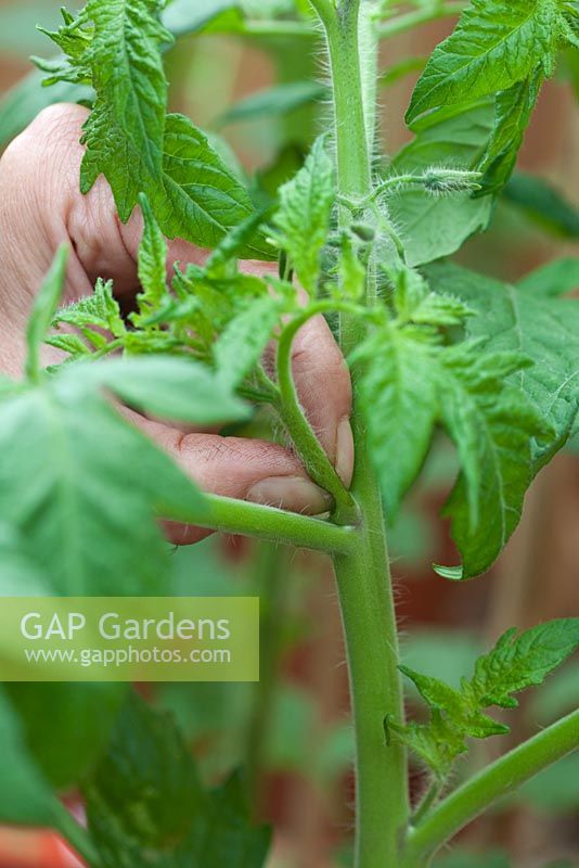 Étape par étape - pincer les pousses latérales et attacher les plants de tomates