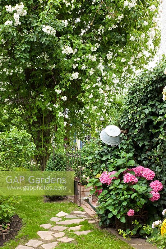 Allée de jardin menant à une porte métallique sous une arche rose. Les plantes sont Buxus, Hedera helix et Hydrangea macrophylla