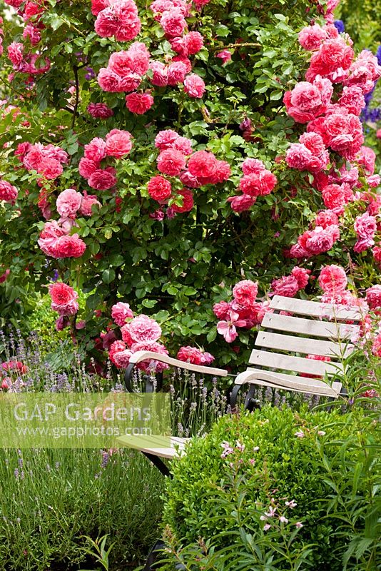 Chaise de jardin à côté de l'arbuste rose et lavande. Rosa 'Rosarium Uetersen', Buxus et Lavandula angustifolia