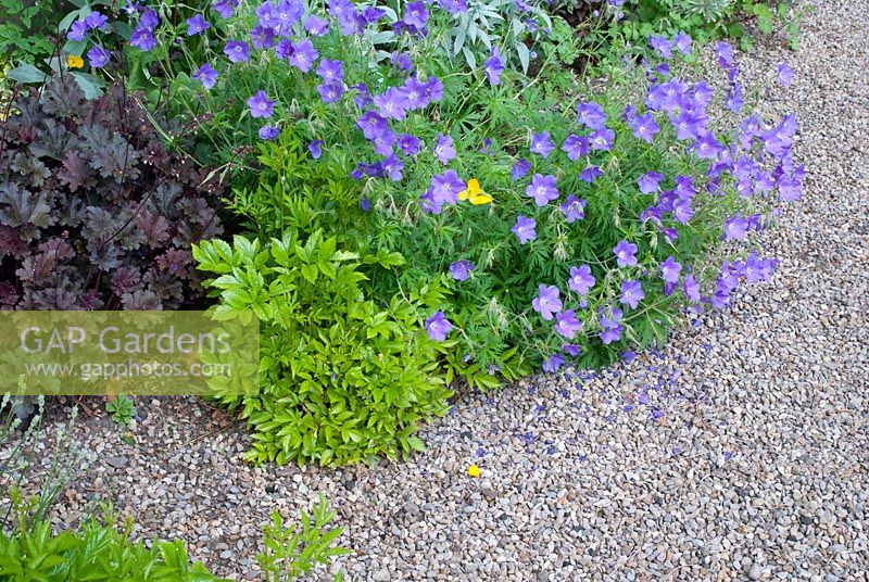 Parterre d'été avec Geranium himalayense 'Gravetye' et Heuchera 'Purple Petticoats' ramollissant le bord d'un chemin de gravier