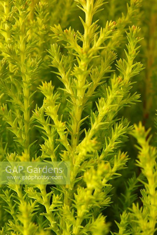 Cupressus macrocarpa 'Goldcrest'