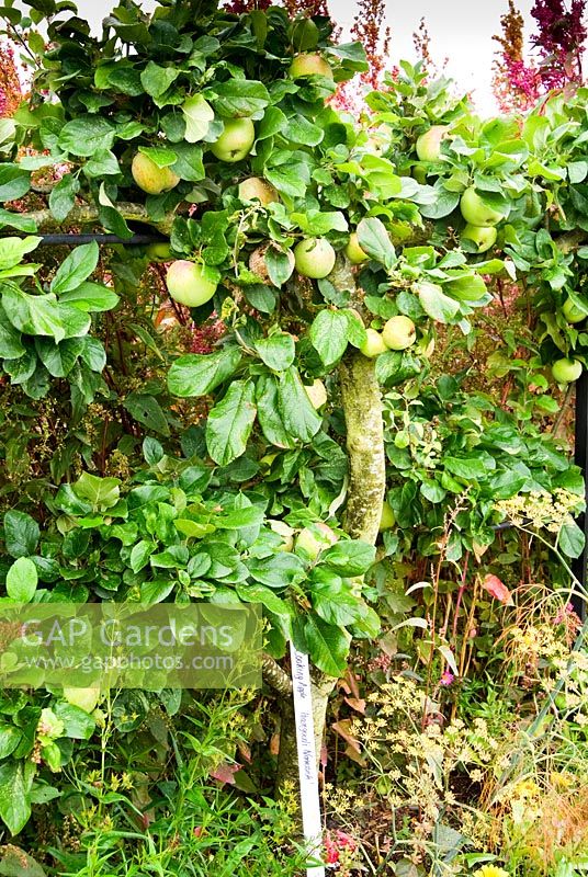 Pomme de cuisine 'Peasegood Nonsuch' formée en forme d'espalier dans la cuisine biologique et le jardin de fleurs, entourée d'orachs en fleurs