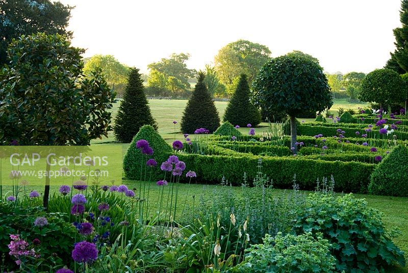 Parterre de haies de buis contenant des baies standard, plantées de santolina et d'Allium 'Purple Sensation' avec des pyramides d'ifs et une pelouse s'étendant vers un ha ha et la campagne du Dorset au-delà. Ancien presbytère, Pulham, Dorset, UK