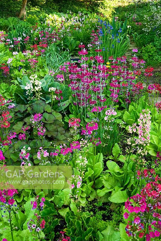 Le jardin des tourbières, plein de fougères luxuriantes, hostas, primevères candélabres, iris, rodgersias et persicarias. Ancien presbytère, Pulham, Dorset, UK