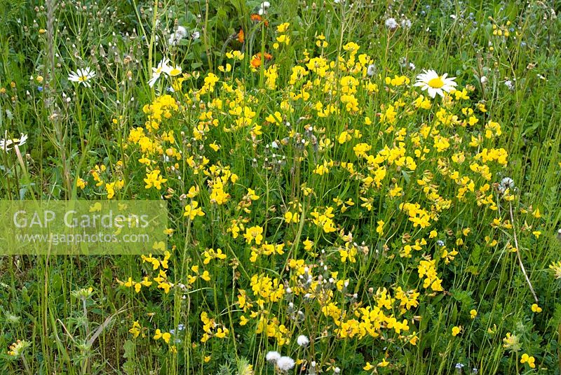 Lotus corniculatus - lotier corniculé dans les prairies